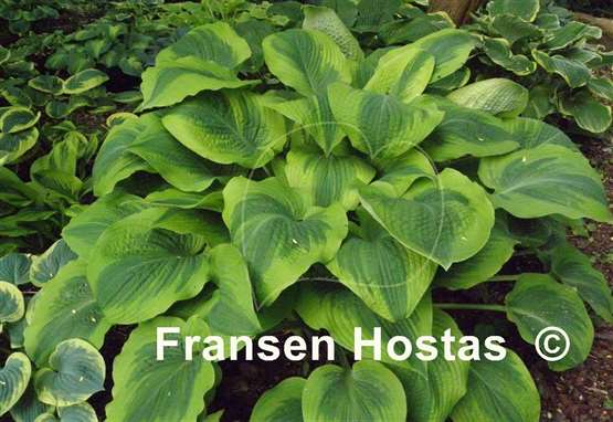 Hosta Climax